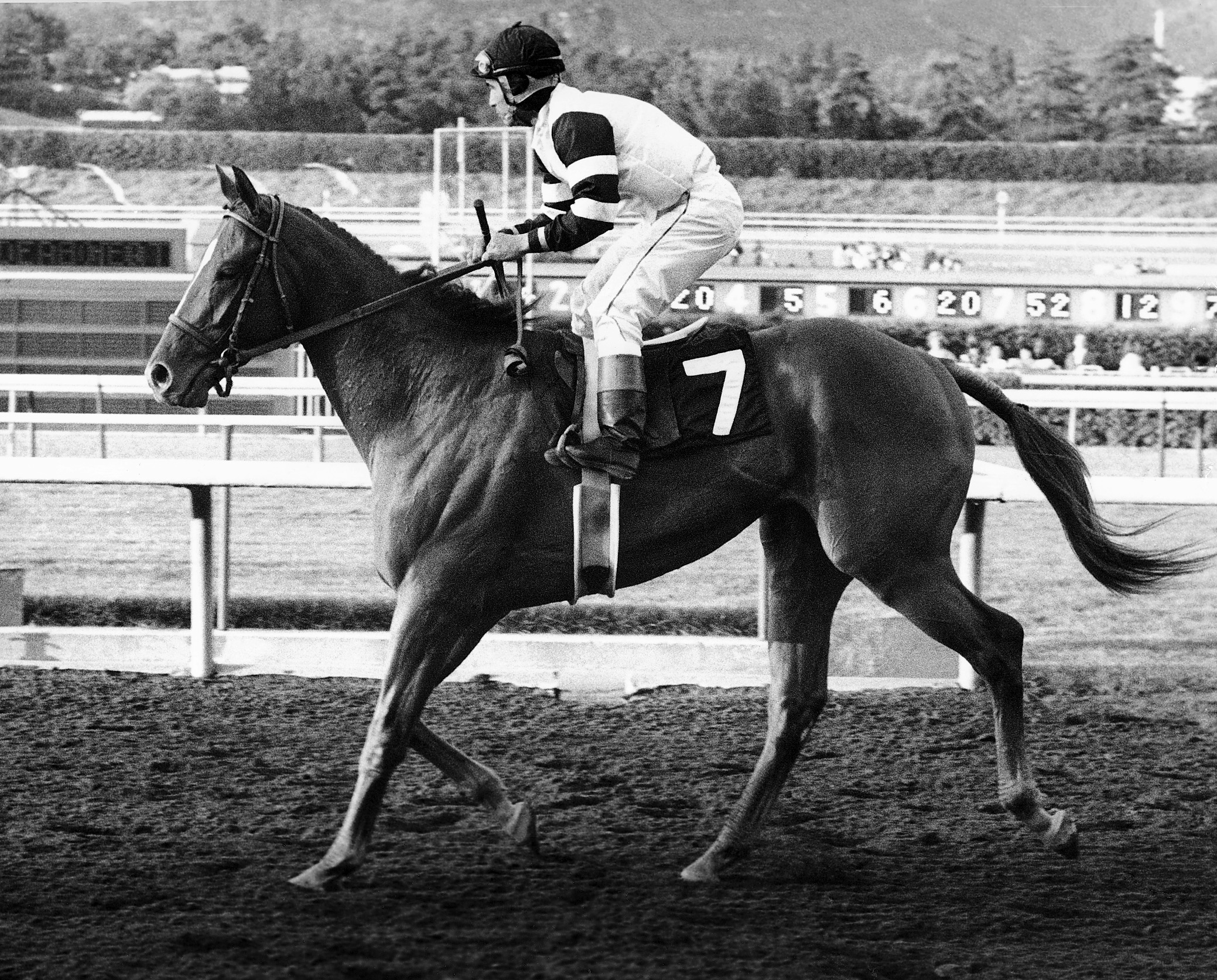 The Sport’s Great Rivalries Affirmed and Alydar America's Best Racing