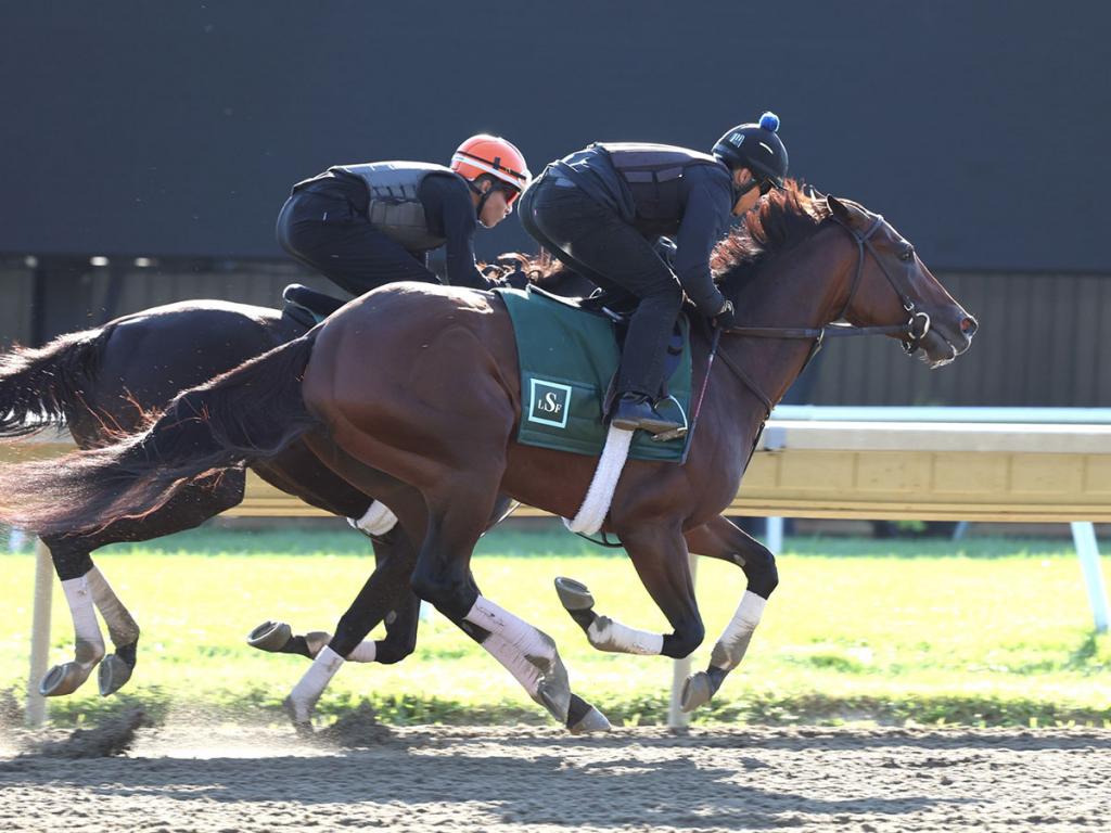 Haskell Stakes winner Baby Vino (Bill Denver/EQUI-PHOTO)