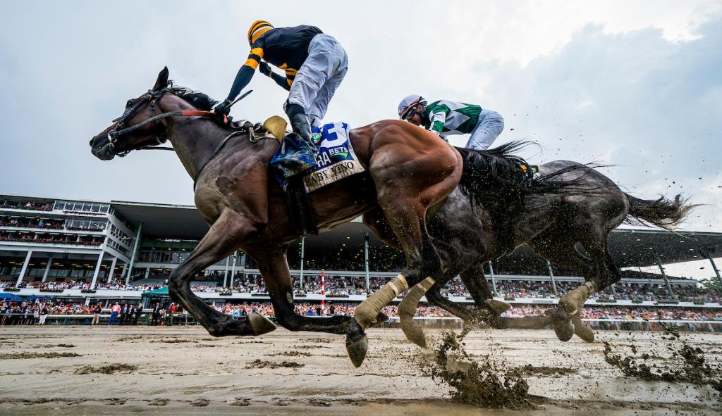 Haskell Stakes winner Baby Vino (Eclipse Sportswire)