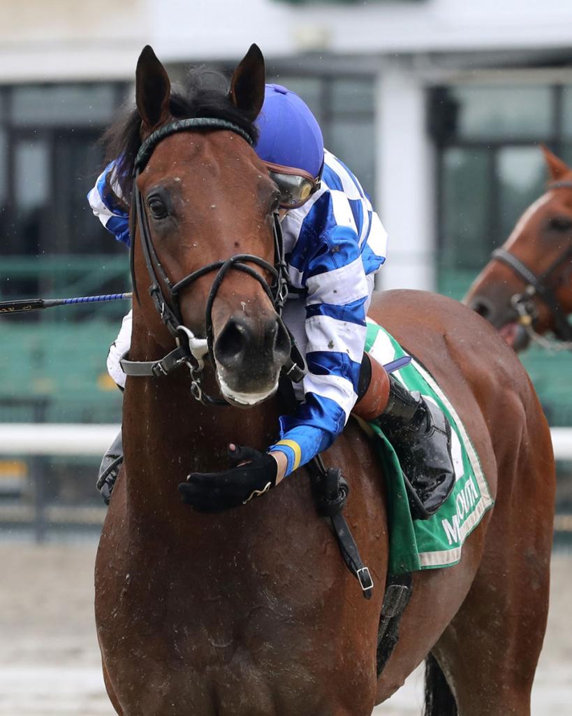 Grade 3-placed stakes winner Bracket Buster. (Bill Denver/EQUI-PHOTO)