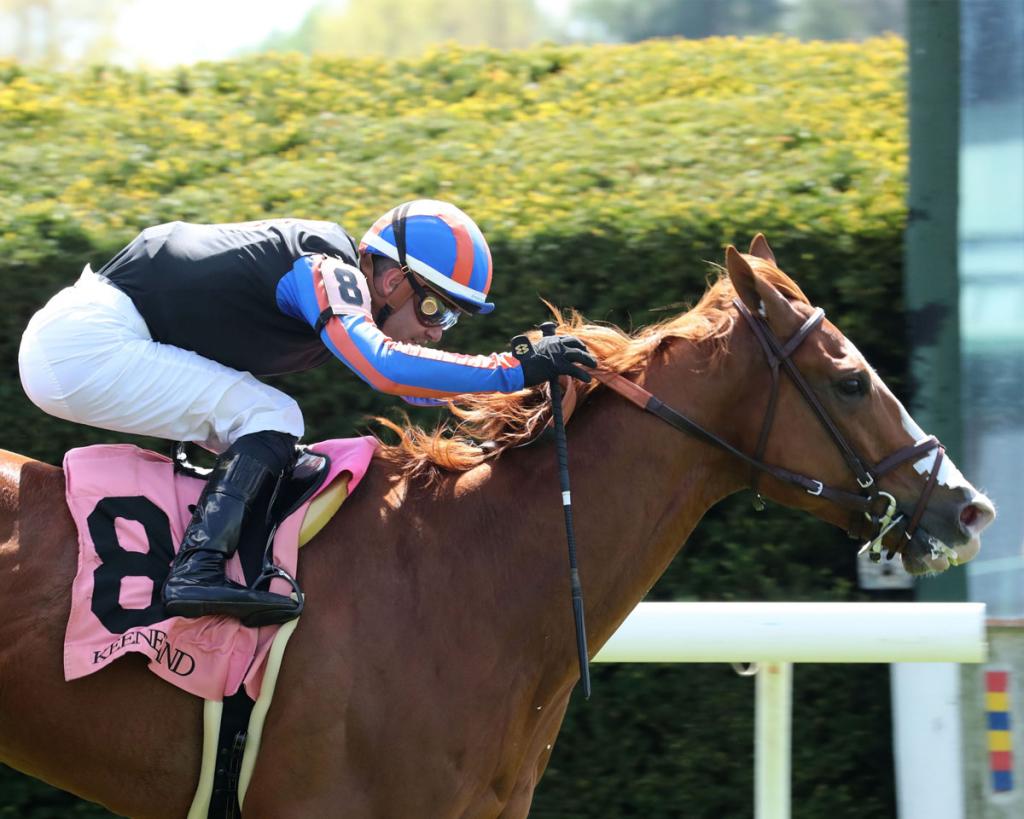 Native Diver Stakes Runner-up British Isles (Cody Media)