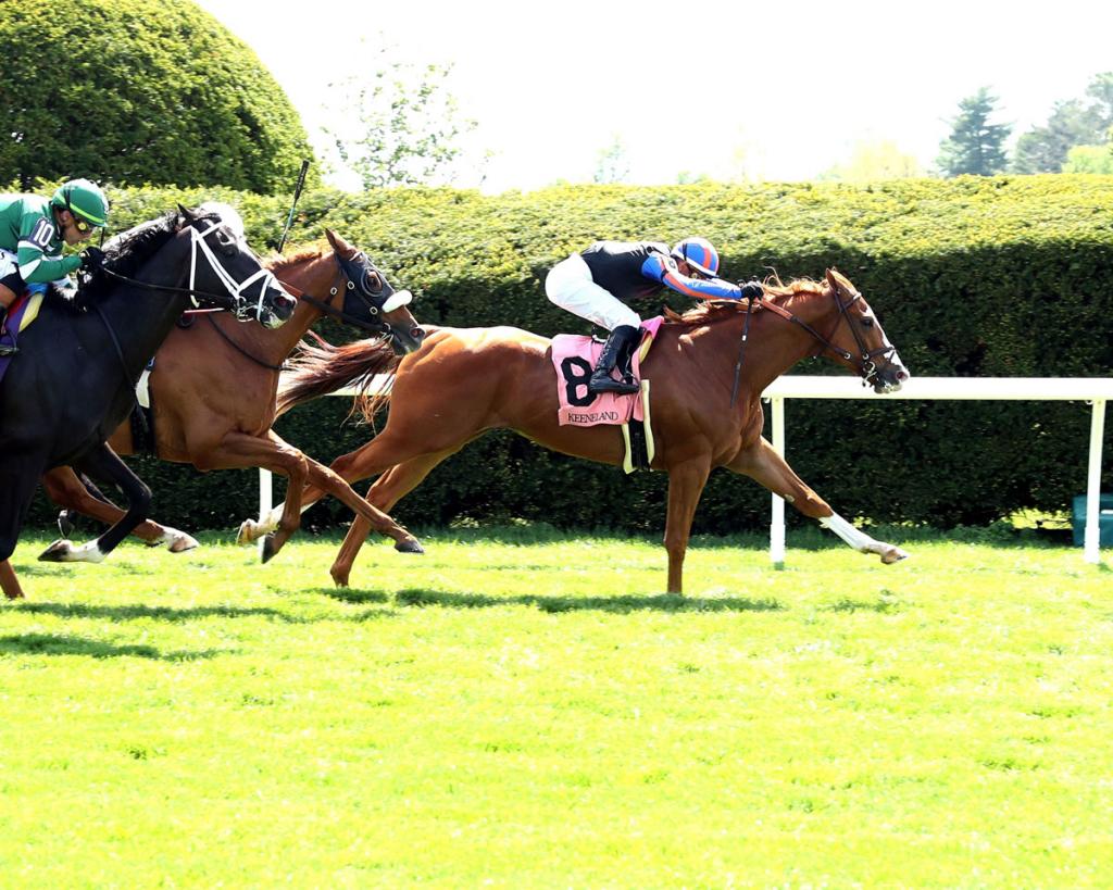 Native Diver Stakes Runner-up British Isles (Cody Media)