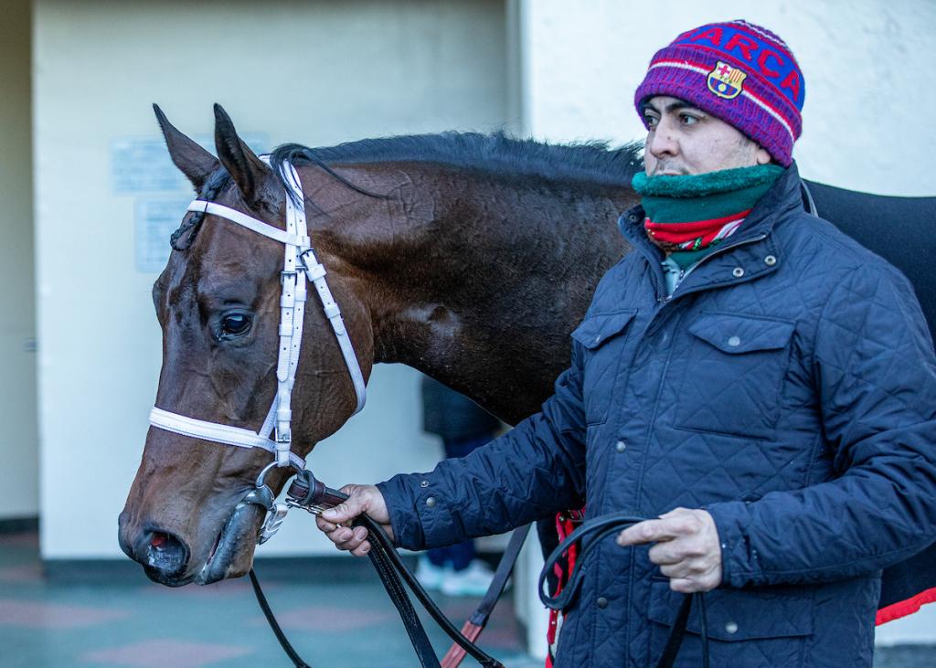 Grade 1 Stakes Winner Captain Cook (Eclipse Sportswire)