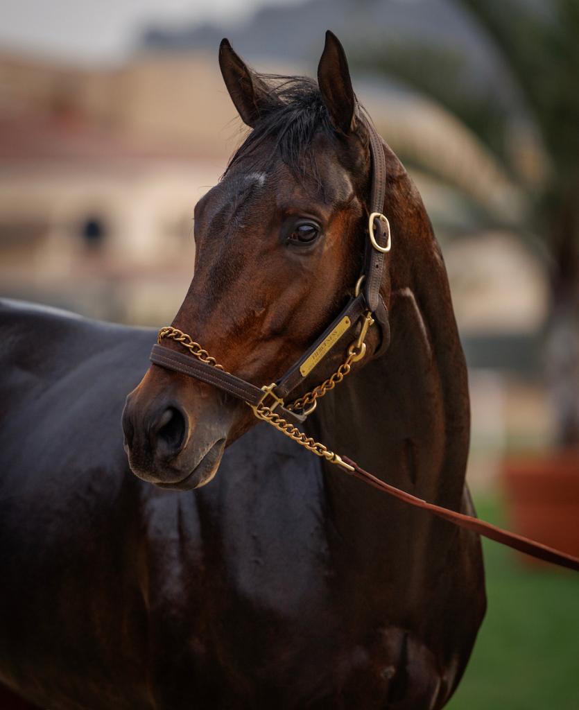 Multiple Grade 1 winner Fierceness, runner-up in the 2024 Breeders' Cup Classic (Eclipse Sportswire)