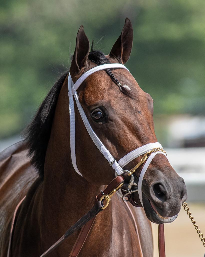 Multiple Grade 1 winner Fierceness, runner-up in the 2024 Breeders' Cup Classic (Eclipse Sportswire)