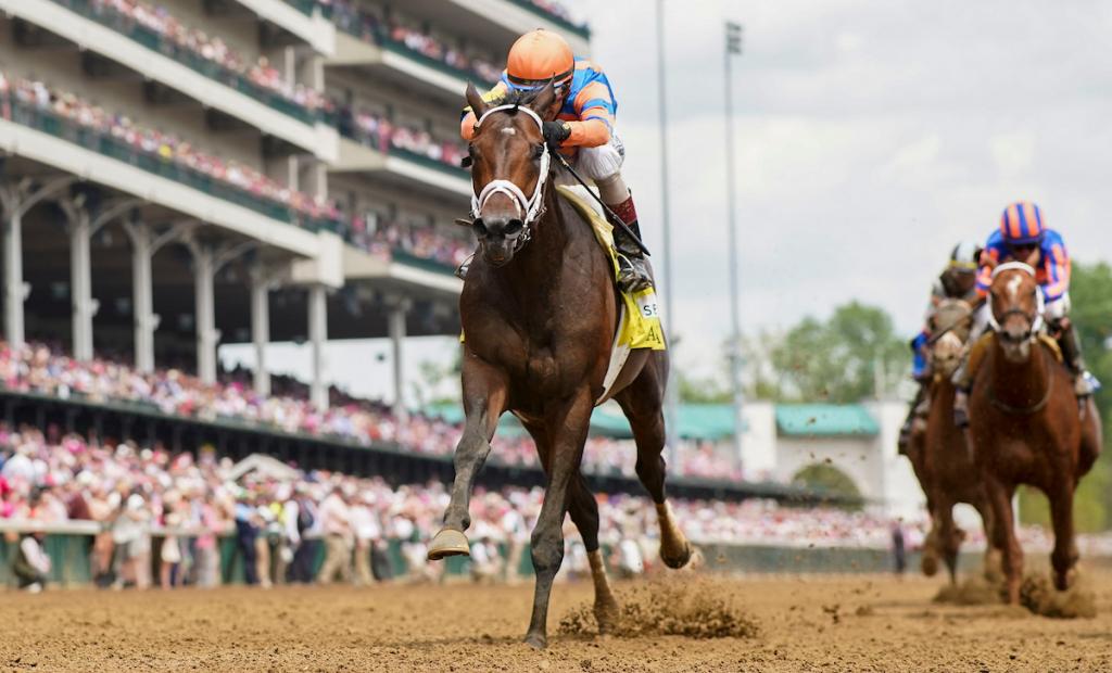 Multiple Grade 1 winner Fierceness, runner-up in the 2024 Breeders' Cup Classic (Eclipse Sportswire)