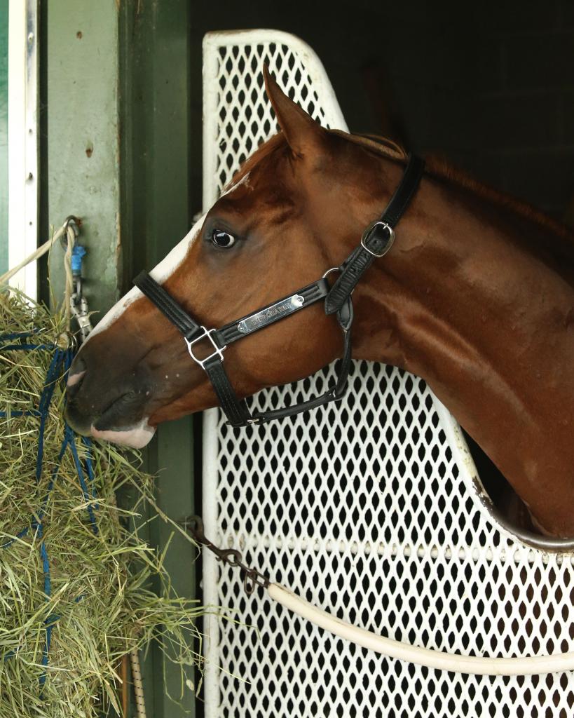 Multiple Grade 1 winner and probable Breeders’ Cup Classic favorite Improbable. (Coady Photography)