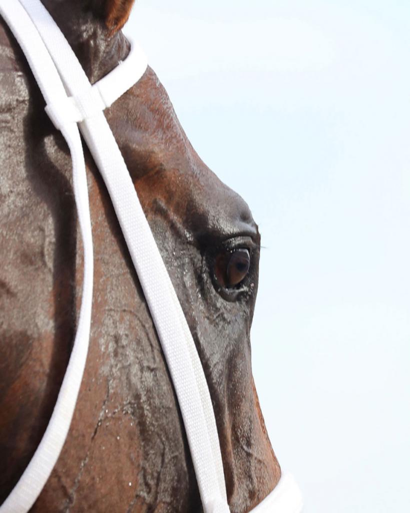 Indiana Derby winner Leading Change (Coady Media)