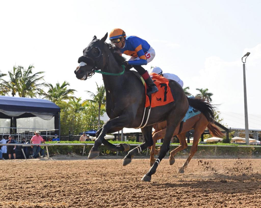 Multiple stakes winner Lure Him In