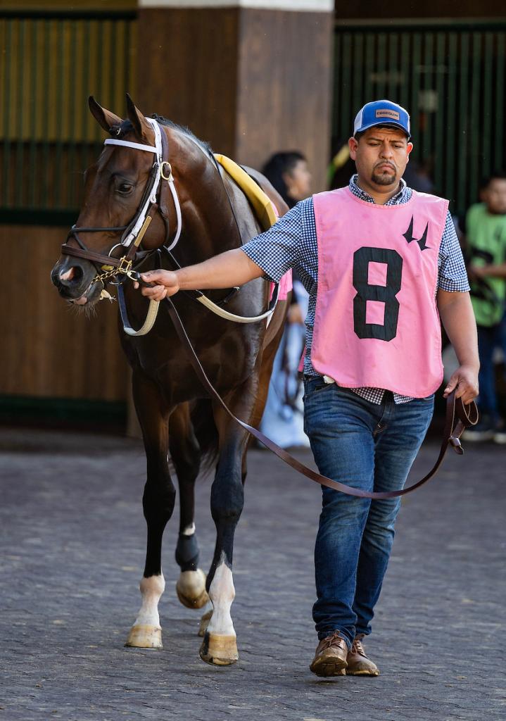 Risen Star Stakes and Iowa Derby winner Magnitude. (Eclipse Sportswire)