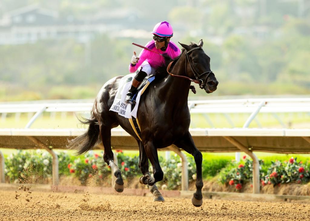 Graded stakes winner Midnight Mammoth (BENOIT photo)