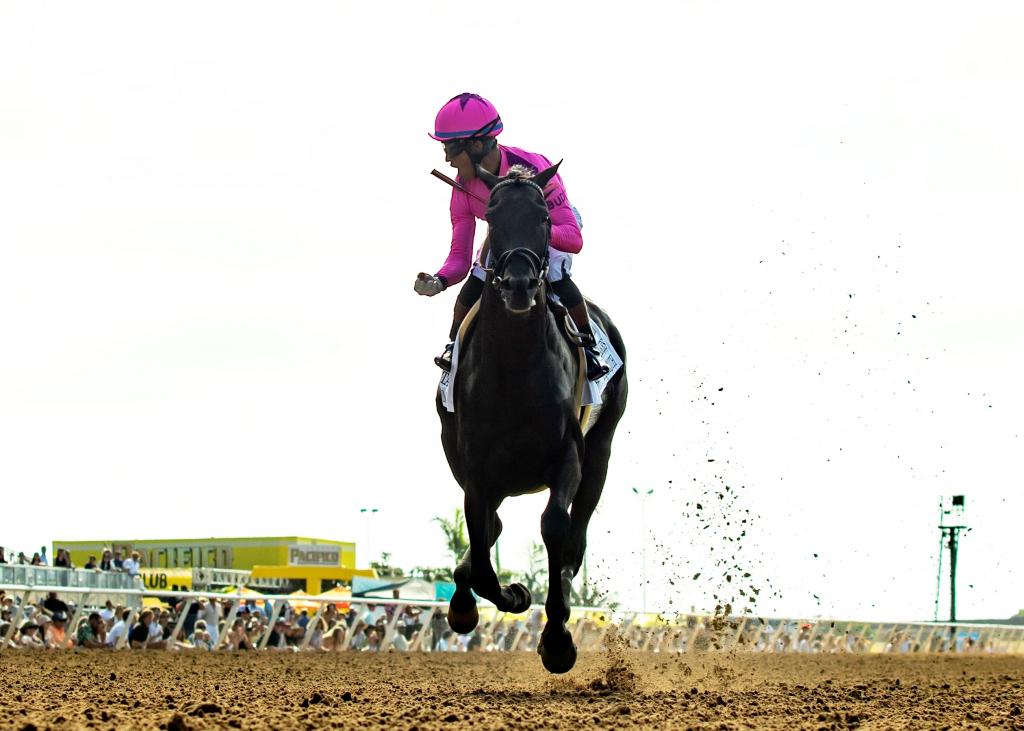 Graded stakes winner Midnight Mammoth (BENOIT photo)