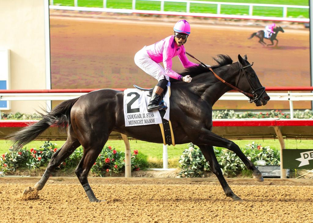 Graded stakes winner Midnight Mammoth (BENOIT photo)