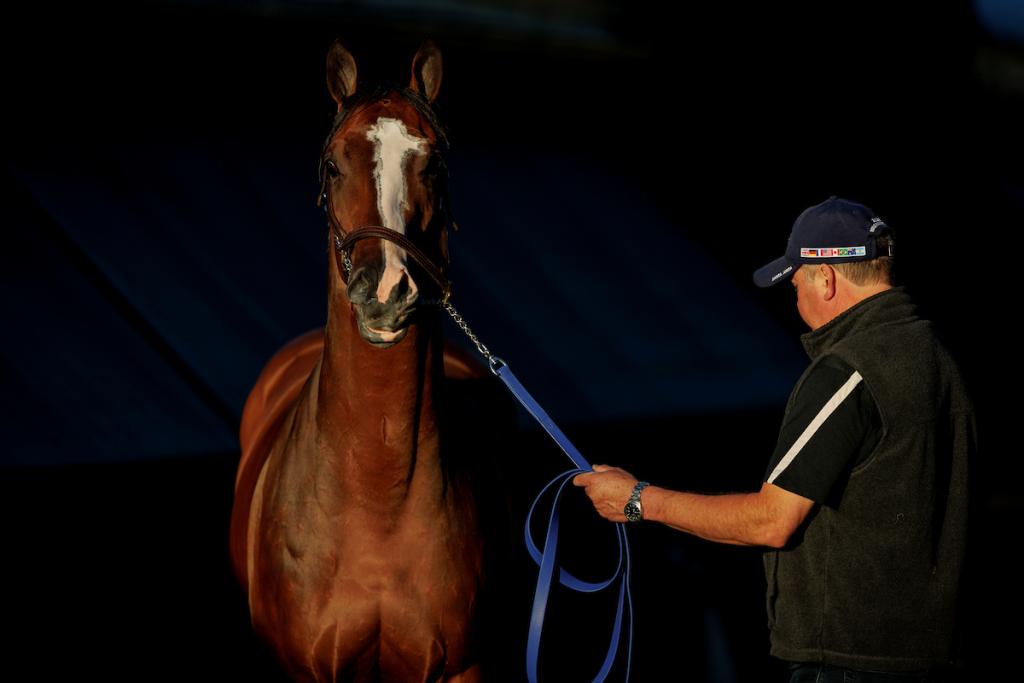 Grade 1-placed Mirahmadi (Eclipse Sportswire)