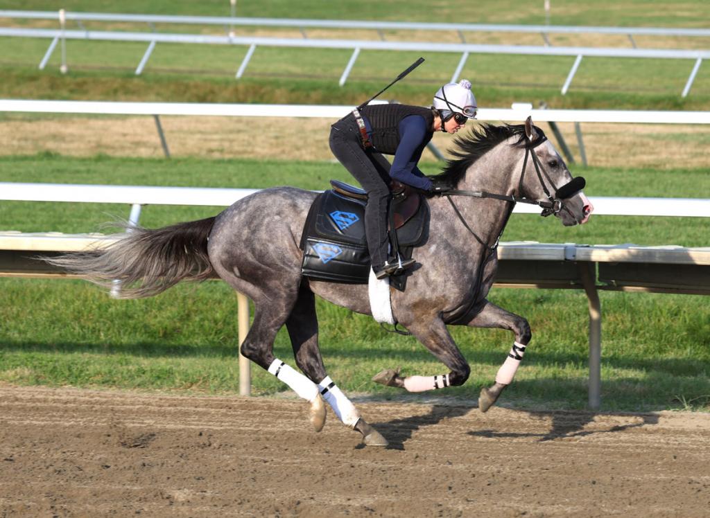 Preakness Stakes winner Napoleon Solo (Bill Denver/EQUI-PHOTO)