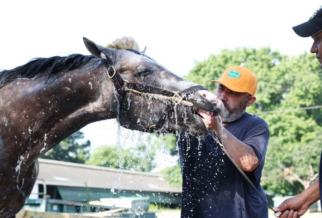 Preakness Stakes winner Napoleon Solo (Bill Denver/EQUI-PHOTO)