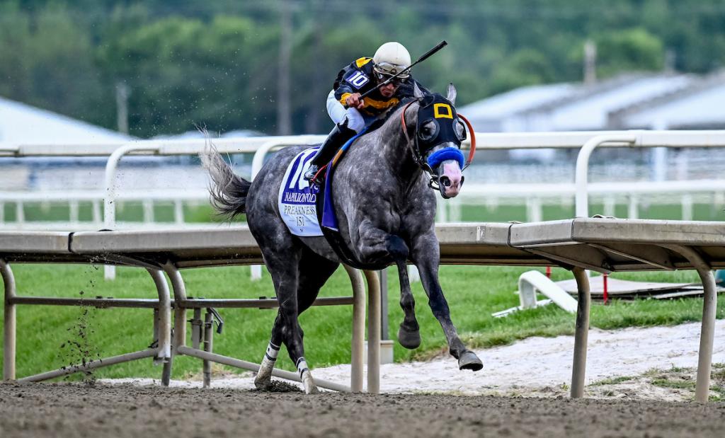 Preakness Stakes winner Napoleon Solo (Eclipse Sportswire)