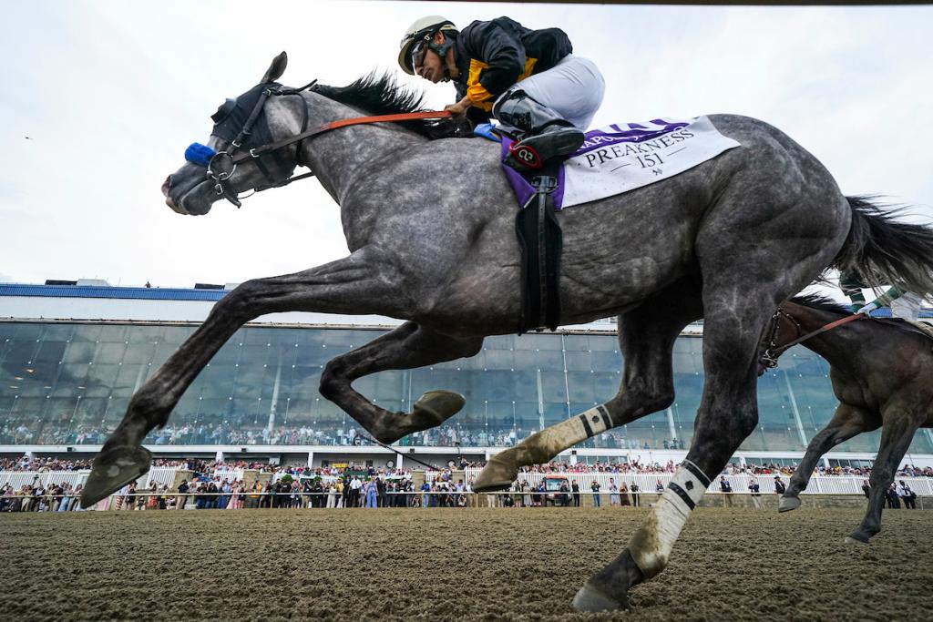 Preakness Stakes winner Napoleon Solo (Eclipse Sportswire)
