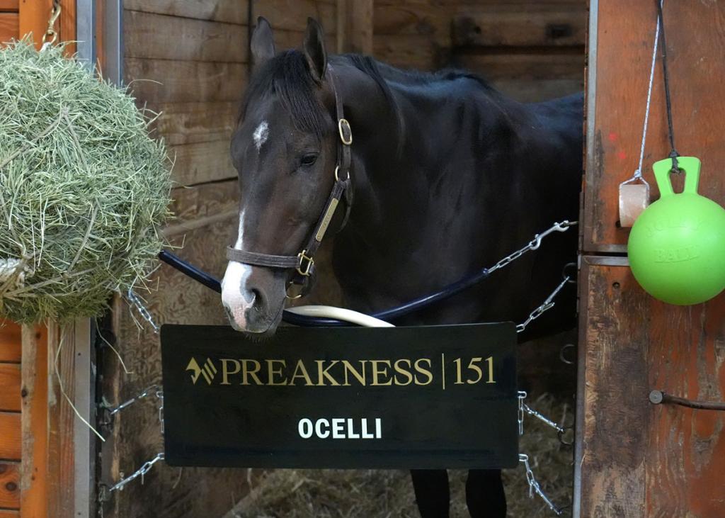 Kentucky Derby third-place finisher Ocelli (Jim McCue/Maryland Jockey Club)