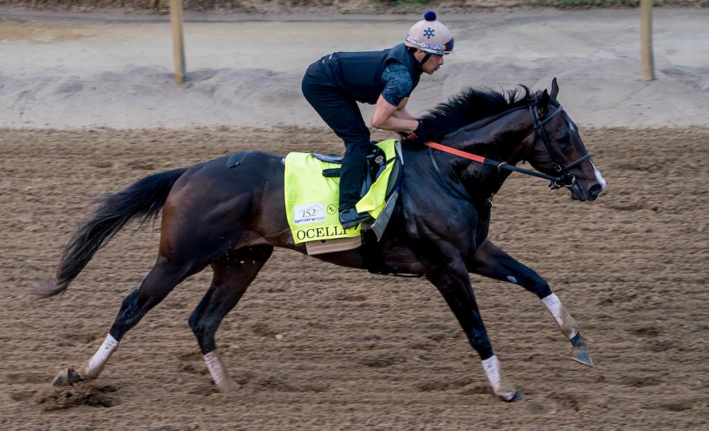 Kentucky Derby third-place finisher Ocelli (Eclipse Sportswire)