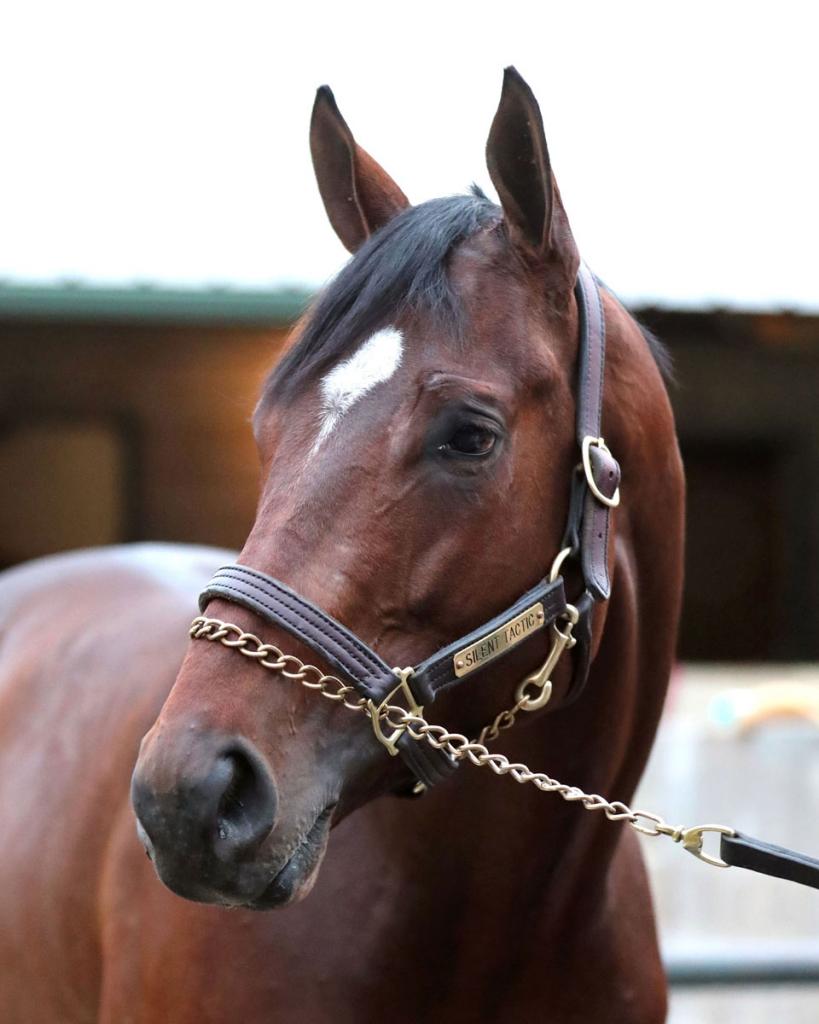 Southwest Stakes winner Silent Tactic (Coady Media)