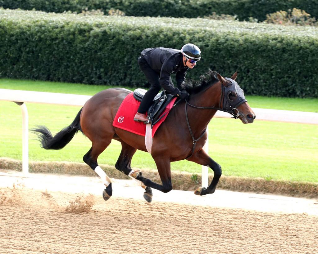 Southwest Stakes winner Silent Tactic (Coady Media)