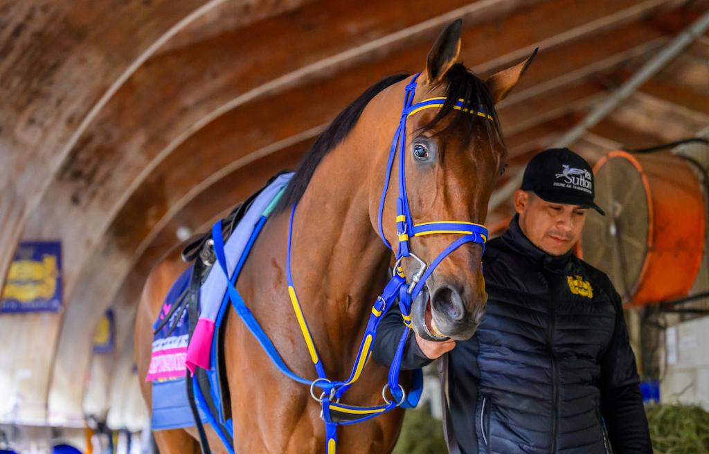 Skippy Longstocking, a 10-time graded stakes winner, was the winner of the Harlan's Holiday Stakes at Gulfstream Park on Dec. 20. (Eclipse Sports Wire)
