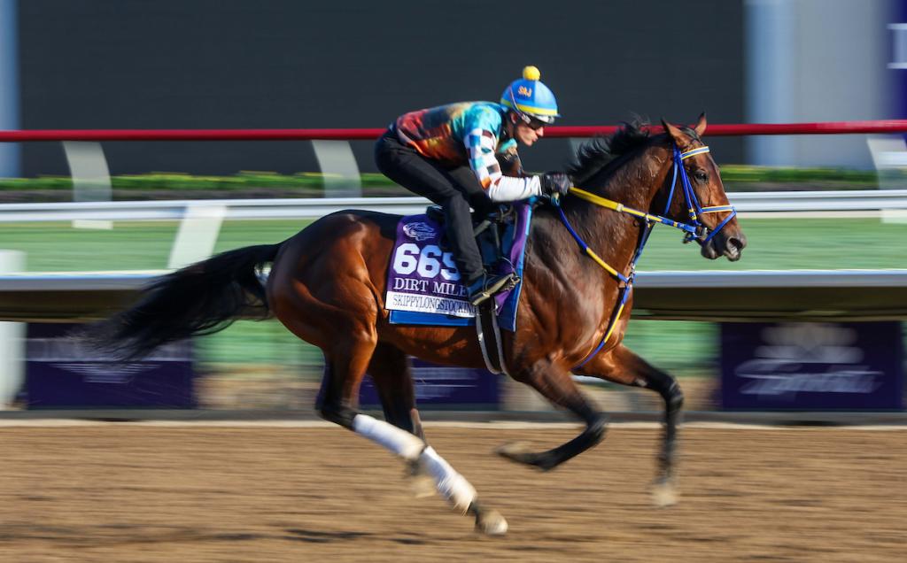 Skippy Longstocking, a 10-time graded stakes winner, was the winner of the Harlan's Holiday Stakes at Gulfstream Park on Dec. 20. (Eclipse Sports Wire)