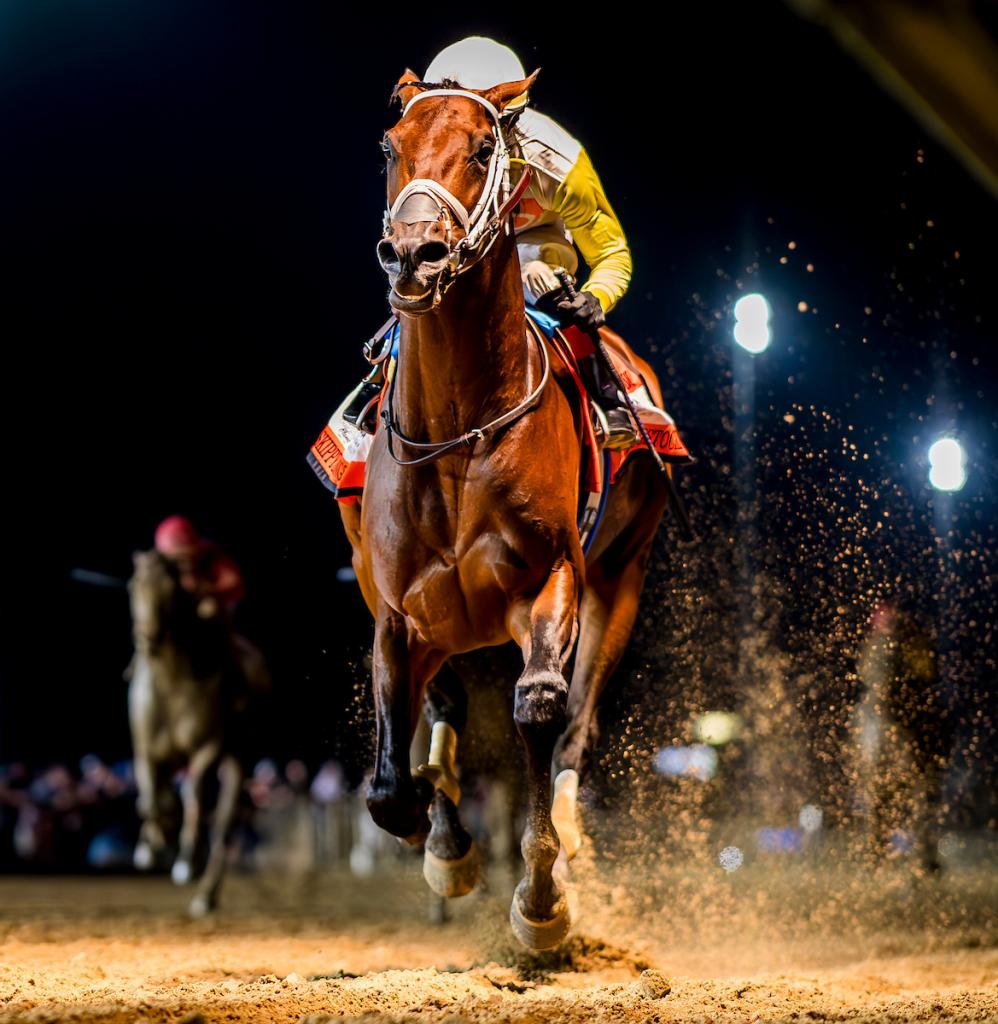 Skippy Longstocking, a 10-time graded stakes winner, was the winner of the Harlan's Holiday Stakes at Gulfstream Park on Dec. 20. (Eclipse Sports Wire)