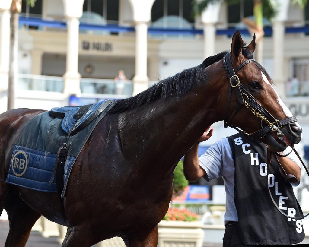 Multiple graded-stakes placed Tarantino, third in the San Diego Handicap (Ryan Thompson/Coglianese photos)