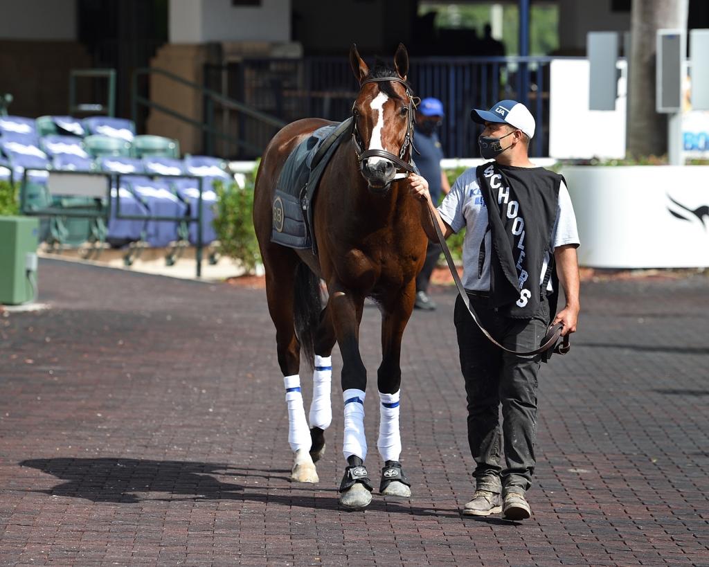 Multiple graded-stakes placed Tarantino, third in the San Diego Handicap (Ryan Thompson/Coglianese photos)