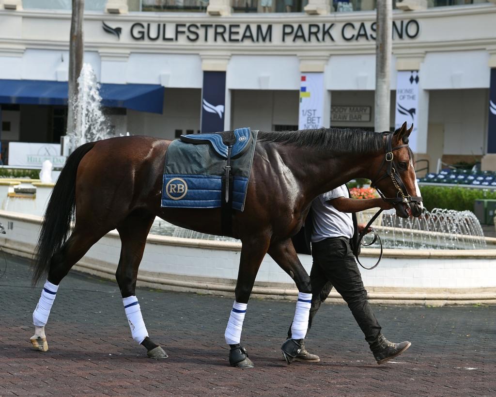 Multiple graded-stakes placed Tarantino, third in the San Diego Handicap (Ryan Thompson/Coglianese photos)