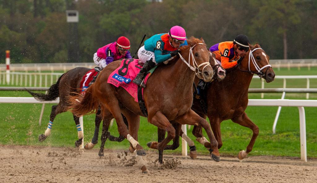 Tampa Bay Derby winner The Puma (Eclipse Sportswire)