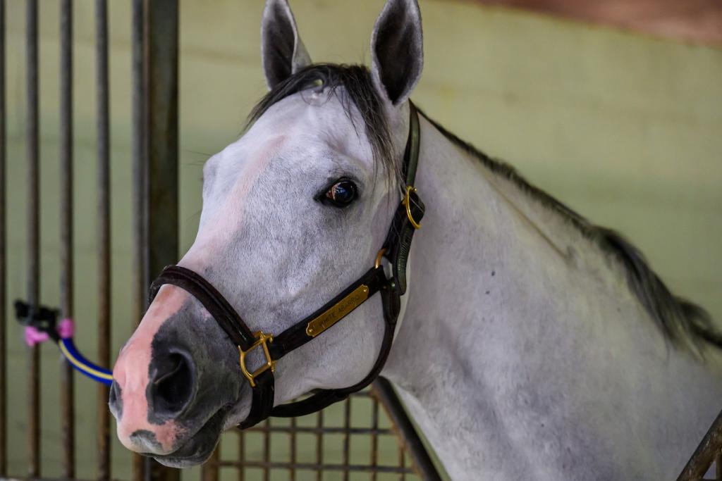 2025 Pegasus World Cup Winner, White Avario, 2023 Breeders' Cup Classic Winner. (Eclipse Sports Wire)