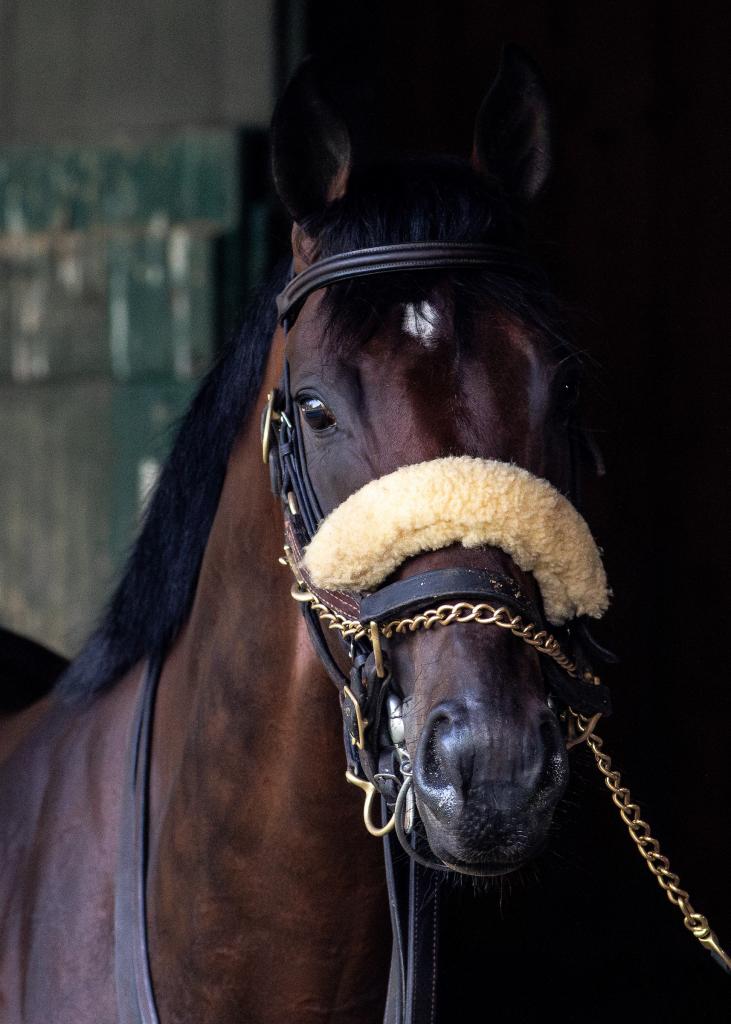 Pennsylvania Derby winner Baeza (Eclipse Sportswire)