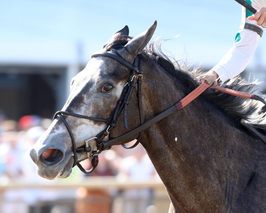 Cotillion Stakes winner Clicquot (Coady Media)