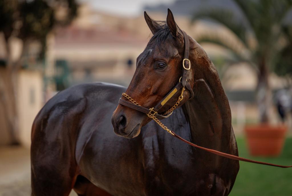Pacific Classic Stakes winner Fierceness (Eclipse Sportswire)