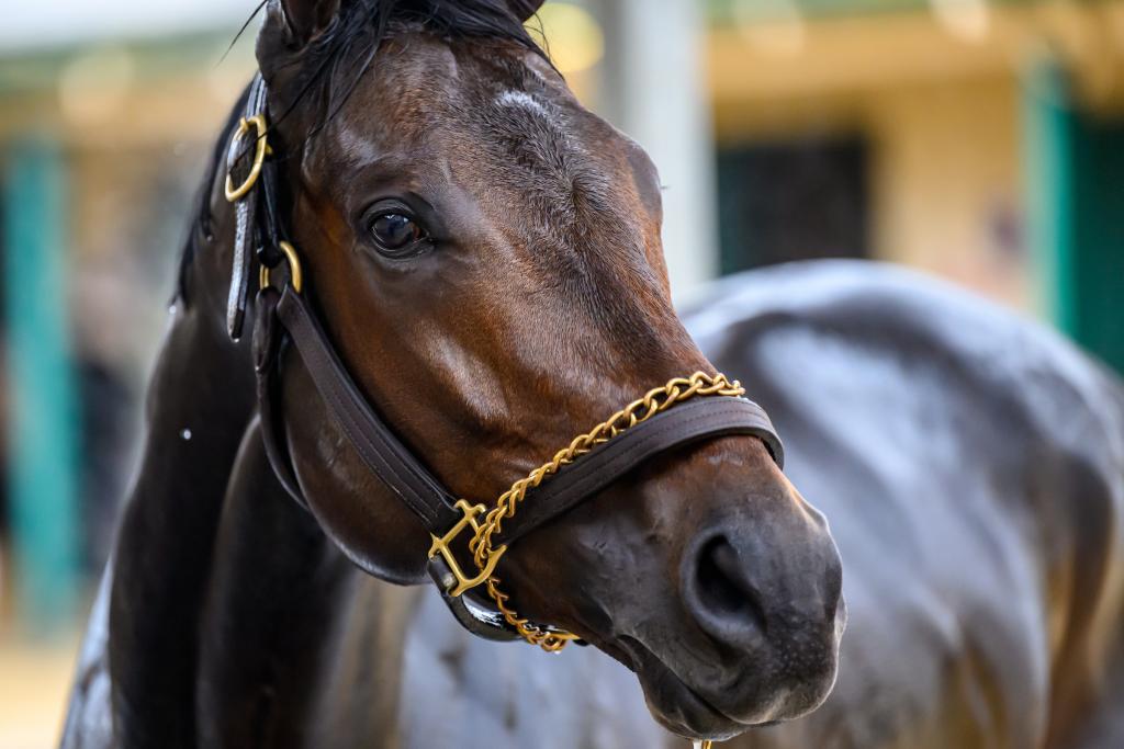 Pacific Classic Stakes winner Fierceness (Eclipse Sportswire)