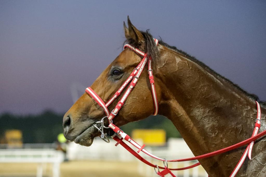 Saudi Cup winner Forever Young (Liesl King/Dubai Racing Club)