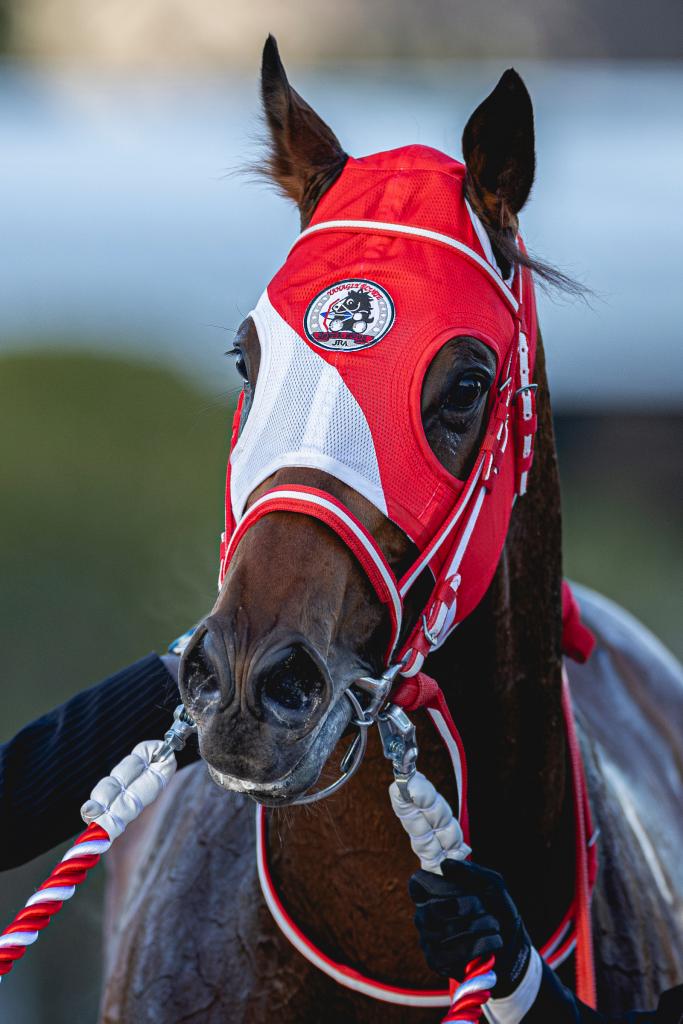 Saudi Cup winner Forever Young (Eclipse Sportswire)