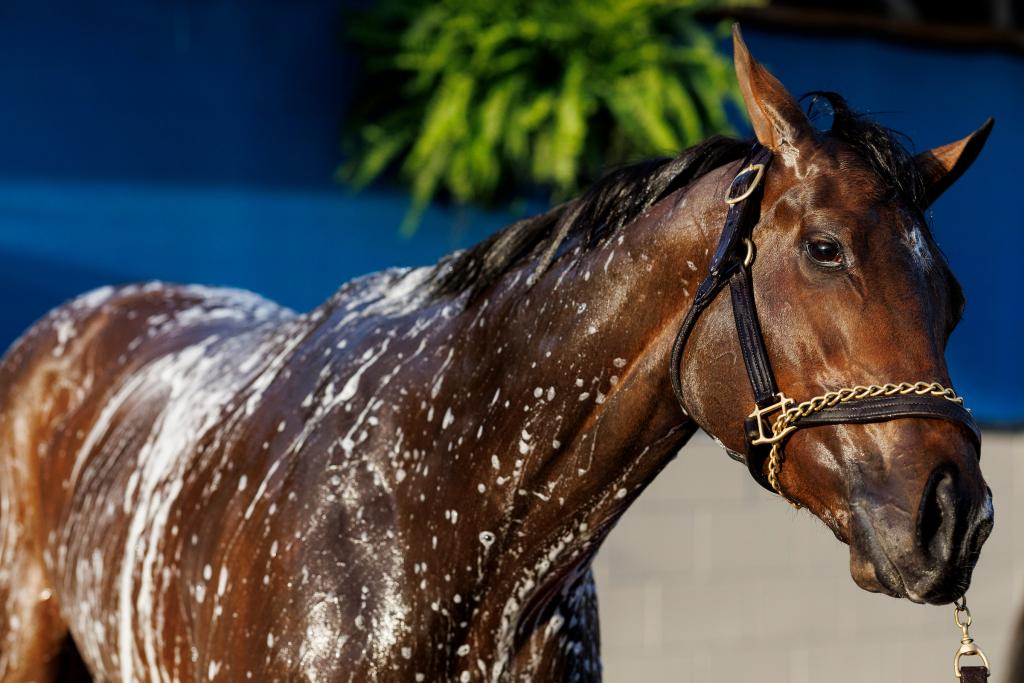Spinster Stakes winner Gin Gin (Eclipse Sportswire)