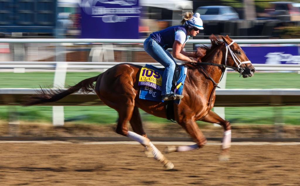 Whitney Stakes runner-up Highland Falls, a multiple graded stakes winner (Eclipse Sportswire)
