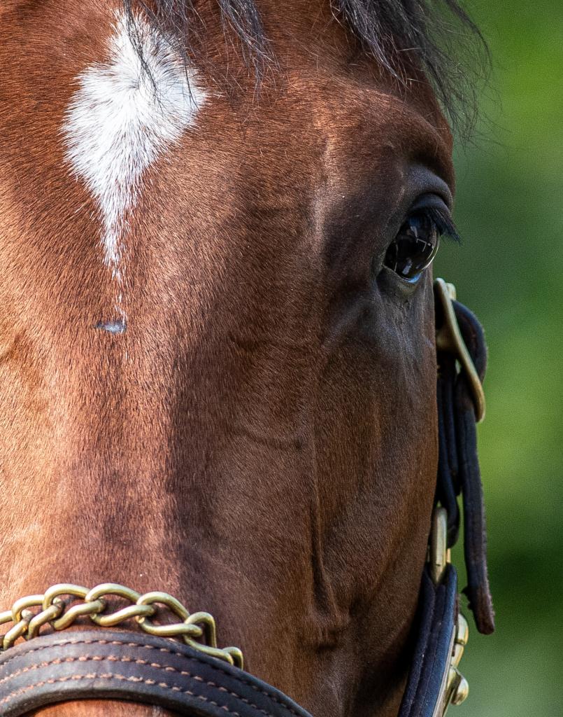 Preakness and Haskell Stakes winner Journalism (Eclipse Sportswire)