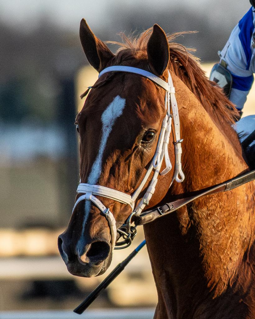 Woodward Stakes and Santa Anita Handicap winner Locked (Eclipse Sportswire)