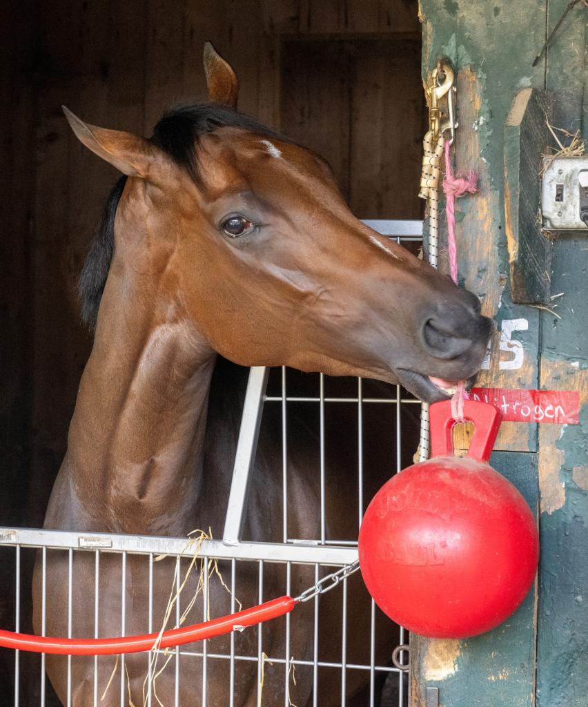 Alabama Stakes winner Nitrogen (Skip Dickstein/BloodHorse)