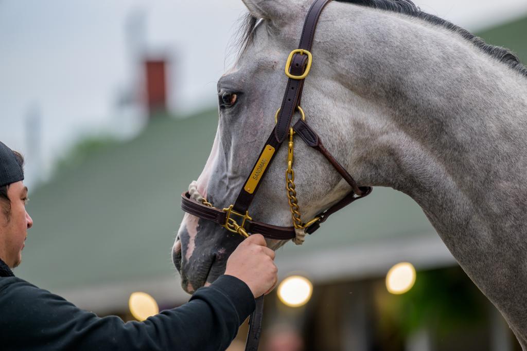 Quiet time for Sandman at Churchill Downs before the Kentucky Derby. (Eclipse Sportswire)