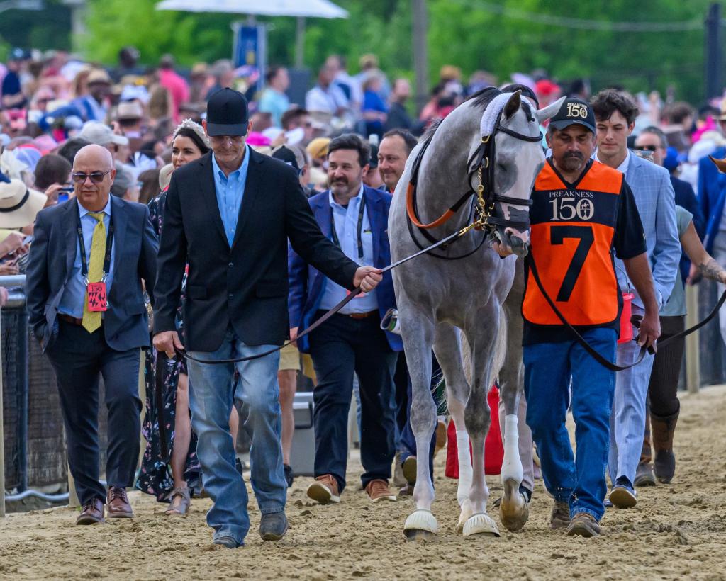 Sandman during the walkover at Pimlico before running in the Preakness. Trainer Mark Casse is at far left, and Griffin Johnson is far right behind the groom. (Skip Dickstein/BloodHorse)