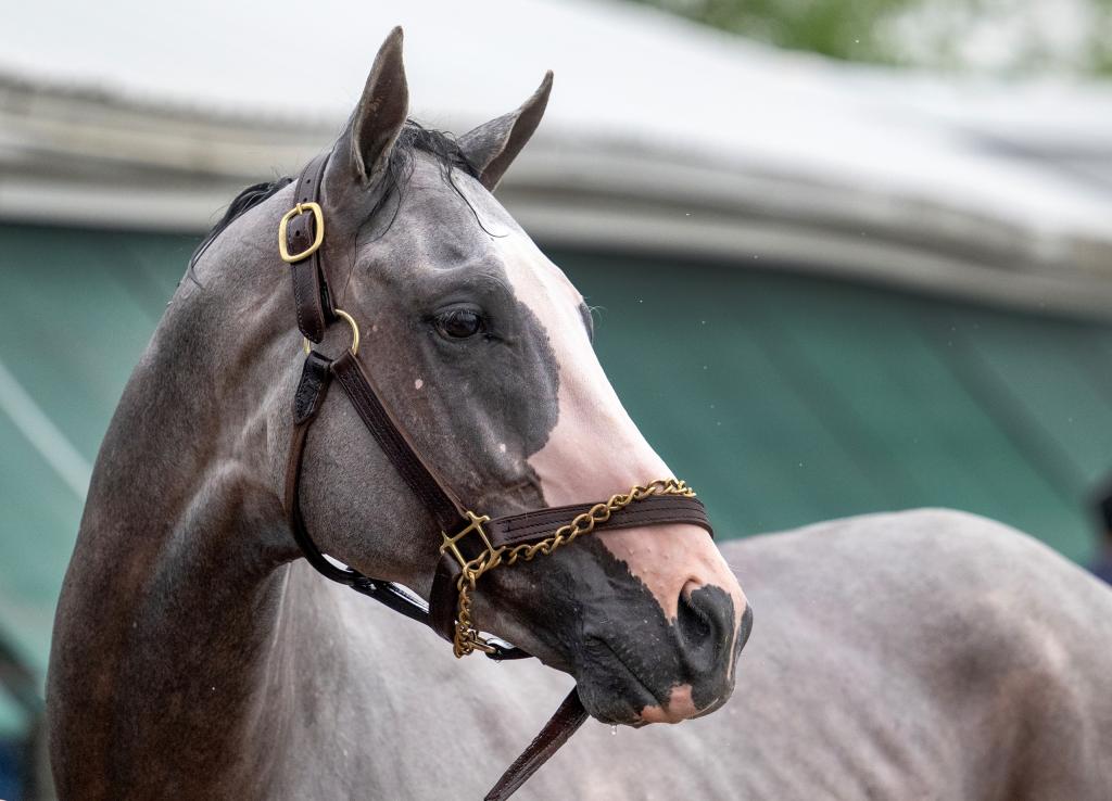 The regal Sandman. (Skip Dickstein/BloodHorse)