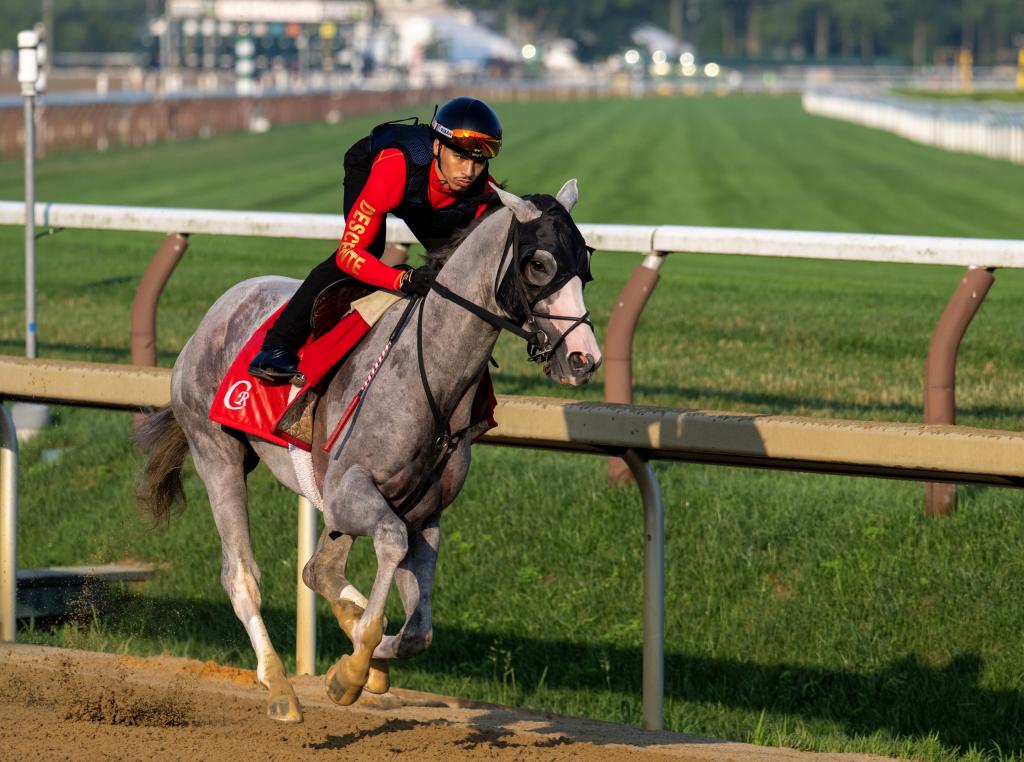 Sandman trains at Saratoga for a start in the Jim Dandy Stakes. He will wear blinkers in the race (as he is in the photo) to help him focus. (Skip Dickstein/BloodHorse)