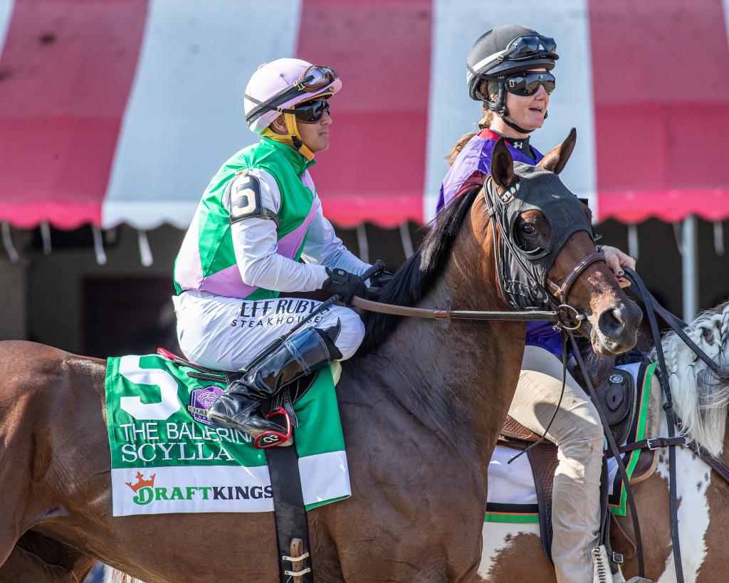 Multiple graded stakes winner Scylla, runner-up in the Ballerina Stakes (Eclipse Sportswire)